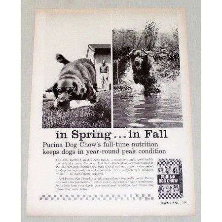 1965 Purina Dog Chow Vintage Print Ad - In Spring...In Fall