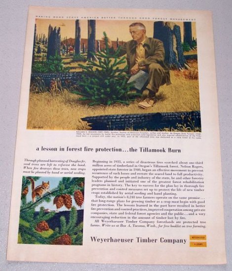 1956 Weyerhaeuser Timber Company Oregon Tillamook Forest Color Art Print Ad Nelson Rogers