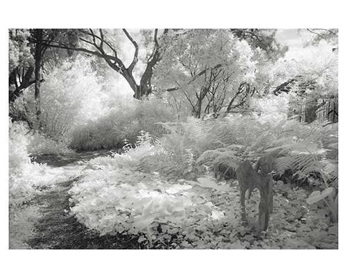 "The Path No.4"Austin Texas Botanical Gardens - Zilker Park