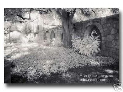 Alamo CourtyardTexas Infrared Fine Art Photo Landscape Trees