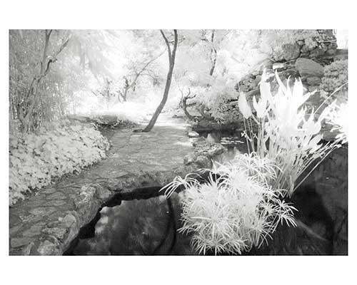 "Enlightenment #8" Austin Texas Fantasy Infrared Garden Landscape Fine Art Photo Zilker Park Austin