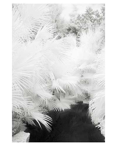 "Radiance #12" Austin Texas Zilker Park Texas Garden Landscape Fine Art Photo Infrared