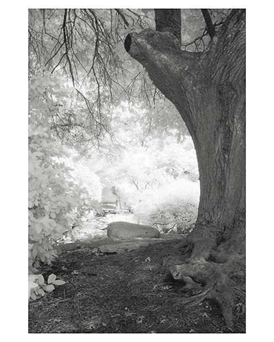"Enlightenment #7" Fantasy Austin Texas Zilker Park Infrared Landscape Garden Fine Art Photo