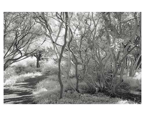 "Crepe Myrtle Grove" Fantasy Infrared Landscape Fine Art Photo trees Austin Texas Zilker Park
