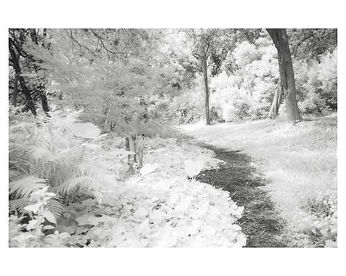 "The Path #5" Fantasy Landscape Austin Infrared Garden Fine Art Photo Austin Texas Botanical Burgess