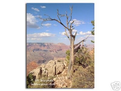 "Grand Canyon Sentinel" Mather Point dead tree overlook ed burgess