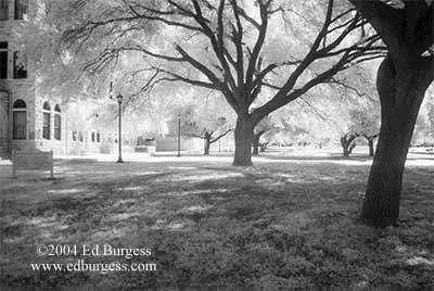 "Southwestern University Live Oaks #3" Infrared Photo Southwestern University Trees fine art