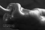 "Red Pepper #3 B&W " Kitchen Wall Decor Chili Pepper B&W Fine Art Photo Ed Burgess
