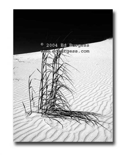 "Desert Grass " Monahans Sandhills Fantasy Landscape Fine Art Photo