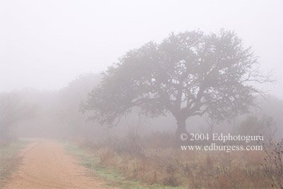"Foggy Lane" Morning Fog Oak Tree Austin Texas Fine Art Photograph