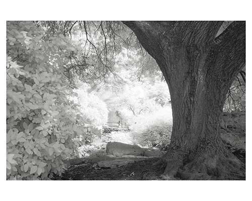 "Bright Hollow" Infrared Austin Texas Trees Landscape Fine Art Photo Eddie L Burgess