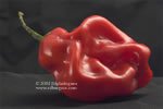 "Red Pepper #2" Kitchen Wall Decor Chili Pepper Color Fine Art Photo bwe2005