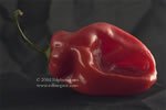 "Red Pepper #25" Kitchen Wall Decor Chili Pepper Color Fine Art Photo
