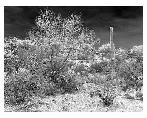 "Saguaro National Park #3" Saguaro National Park Landscape Fine Art Print Fantasy