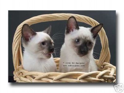 "Pretty Kitties " Siamese Cat Animal Pets Basket Fine Art Photo print