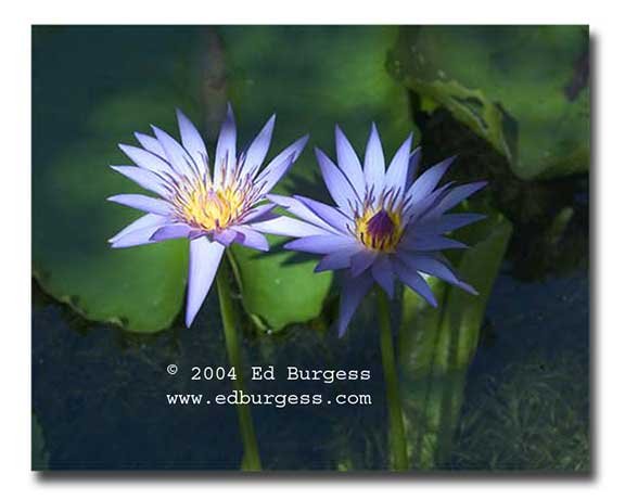 "Morning Show " Water Lillies Flowers Pond Photo Print Art Wall Decor