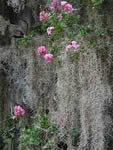 "Crepe Myrtle & Spanish Moss" Spanish Moss Crepe Myrtle South Carolina Southern Photo