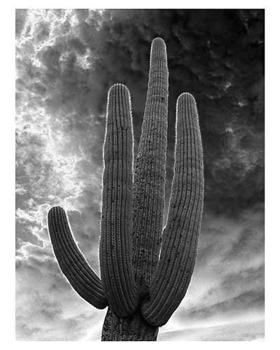 "Saguaro Portrait" 13 x 19 inches Saguaro National Park Black & White Desert Sonoran