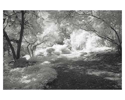 Fantasy Austin Infrared Landscape Garden Fine Art Photo by Ed Burgess