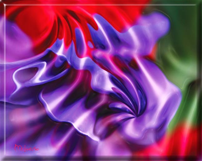 FUSCHIA REFLECTIONS