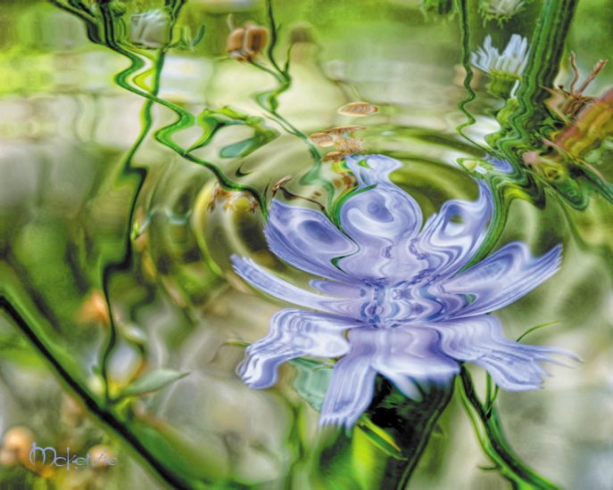 PURPLE POND REFLECTION