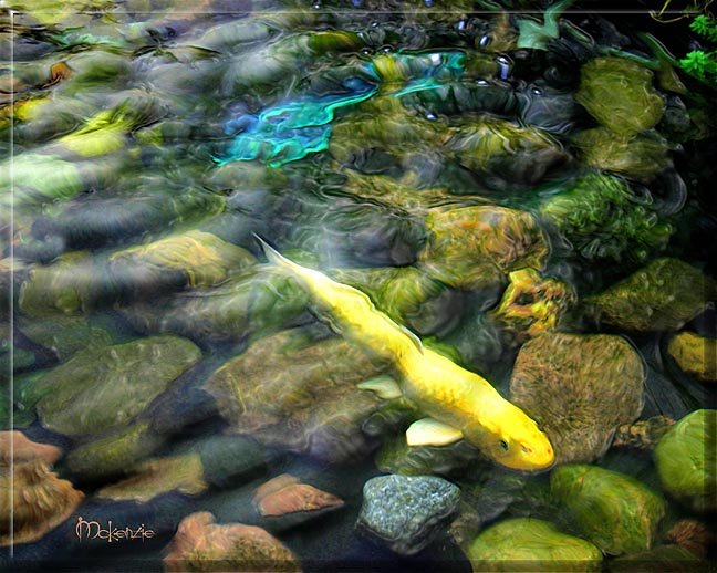 LONG YELLOW KOI (24 x 30)