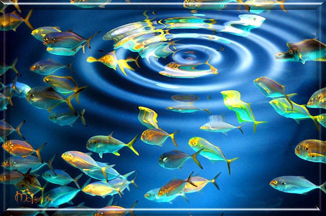 AQUARIUM