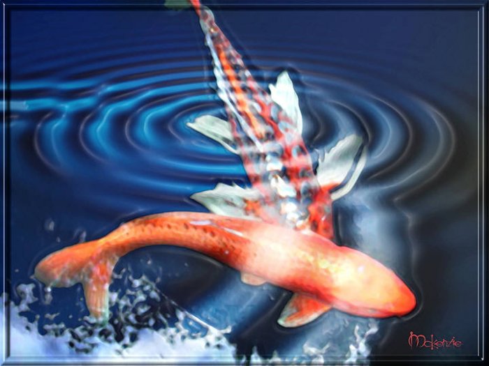 KOI CROSSING