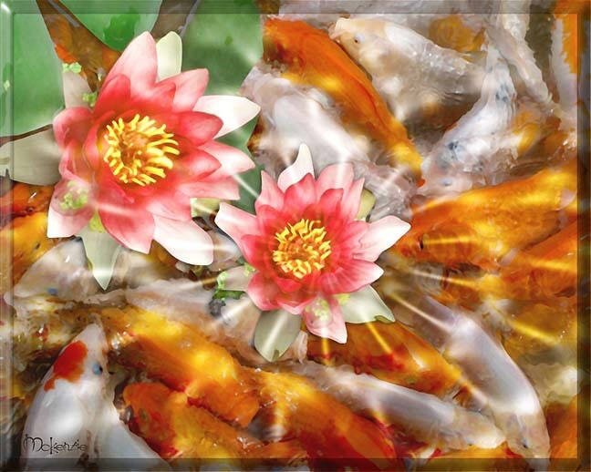 KOI WITH ORANGE LOTUS FLOWERS