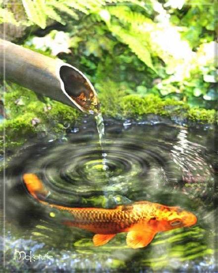 KOI IN FOUNTAIN