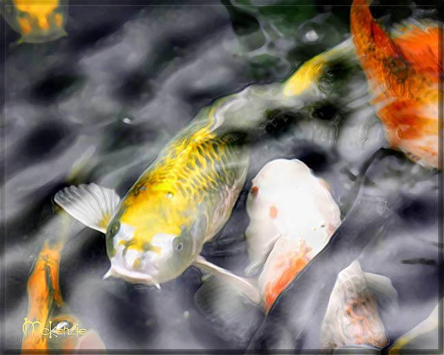 MYSTICAL YELLOW KOI