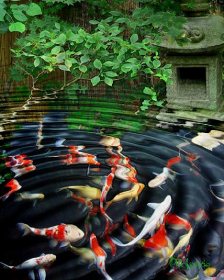 KOI IN ASIAN GARDEN
