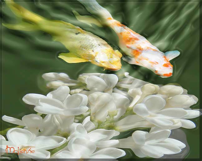KOI WITH WHITE BLOSSOMS