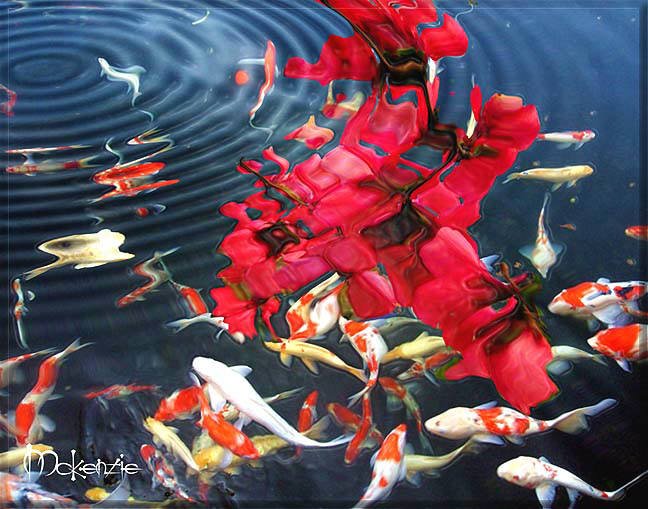 KOI WITH LOTUS FLOWER