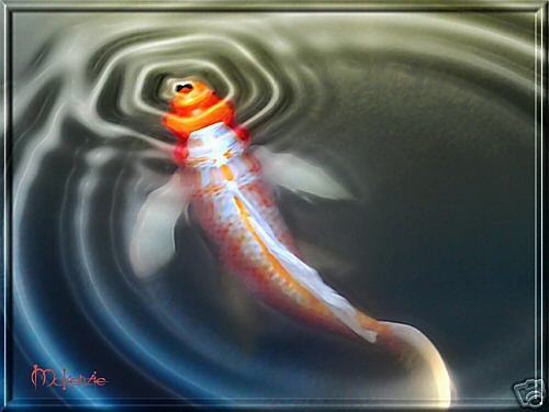 KOI AT THE SURFACE