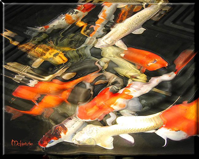 KOI FRENZY #1 (DIPTYCH)