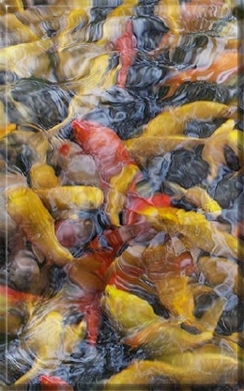 KOI BONANZA #1 (DIPTYCH) (24 x 36)