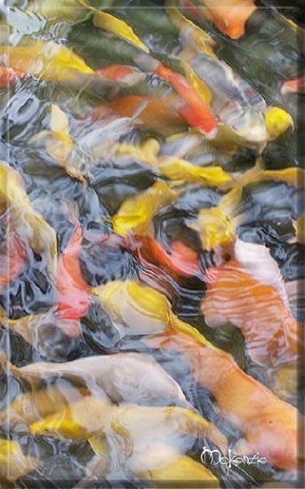KOI BONANZA #2 (DIPTYCH) (24 x 36)