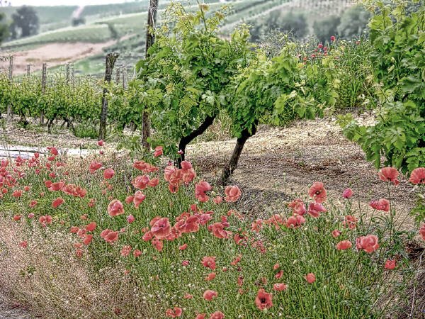GRAPE VINES & POPPIES