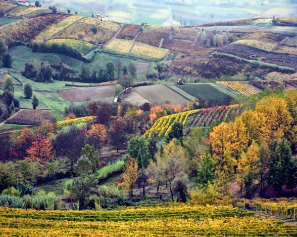 TUSCANY VINEYARDS