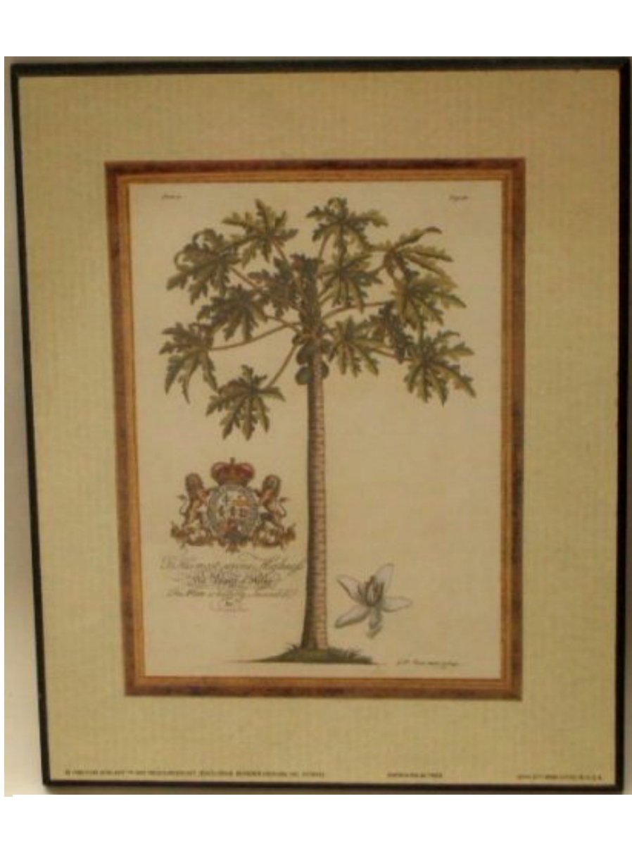 Tropical Papaya Palm Tree Wall Art