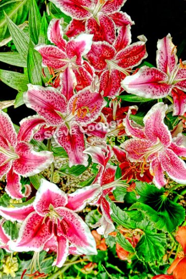Skibo Flowers - 19 x 30