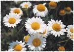 Chamomile Seeds - German