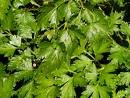 Italian Flat Leaved Parsley Seeds