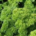 Moss Curled Parsley Seeds