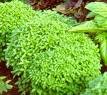 Basil Seeds - Spicy Globe
