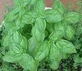 Basil Seeds - Licorice