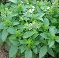 Basil Seeds - Lemon
