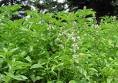 Basil Seeds - Lime