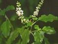 Basil Seeds - Indian RARE!